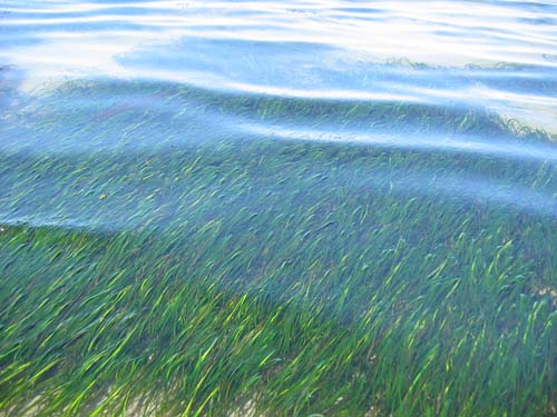 Image of eelgrass through water